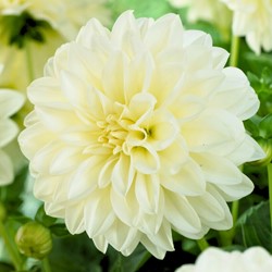 Schmuckdahlie Weiß - Dahlie Fleurel
