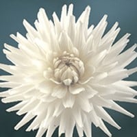 Kaktusdahlie White Star