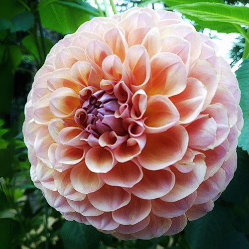 Dahlia Wine Eyed Jill - Dahlien