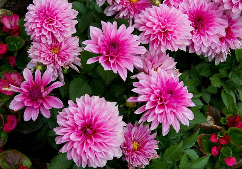 Dahlia zwiebeln pflanzen