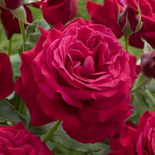 Rose Dame de Coeur Duftend - Rosa