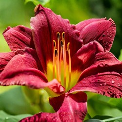 Hemerocallis Night Embers - Taglilie