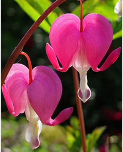 Tränendes Herz Rosa - Dicentra spectabilis