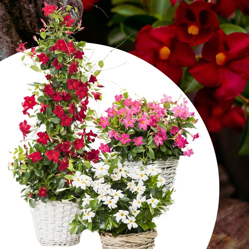 Mandevilla / Dipladenia Mix - Trichterblüte Mischung
