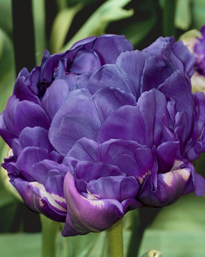 Tulpe Doppelt Blau - Tulipa double