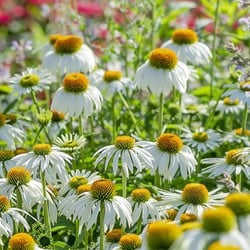 Echinacea Alba - Sonnenhut