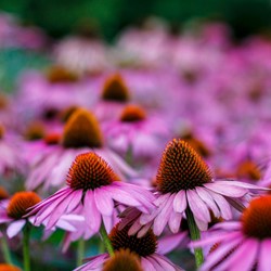 Echinacea Purpurea - Sonnenhut