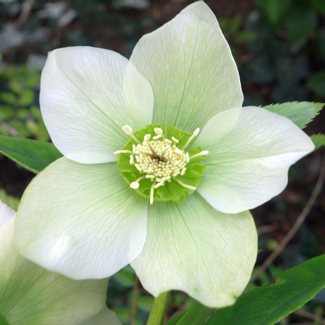 Helleborus Orientalis Pretty Ellen White Lenzrose kaufen? Schnelle