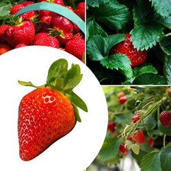 20x Aardbeien planten Elsanta – Fragaria