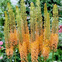 Eremurus Cleopatra - Steppenkerze