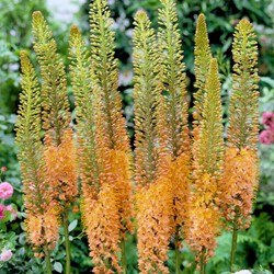 Eremurus Cleopatra - Steppenkerze