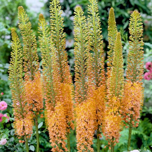Eremurus Cleopatra - Steppenkerze