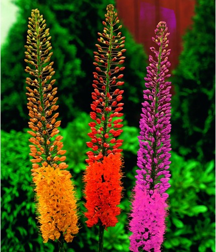 Eremurus Mischung - Steppenkerzen