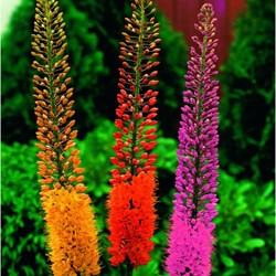 Eremurus Mischung - Steppenkerzen