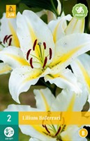 Lilium Baferrari Lilien kaufen? Schnelle Lieferung und günstige