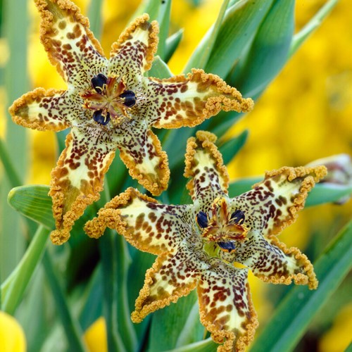 Ferraria Crispa – Seestern Lilie
