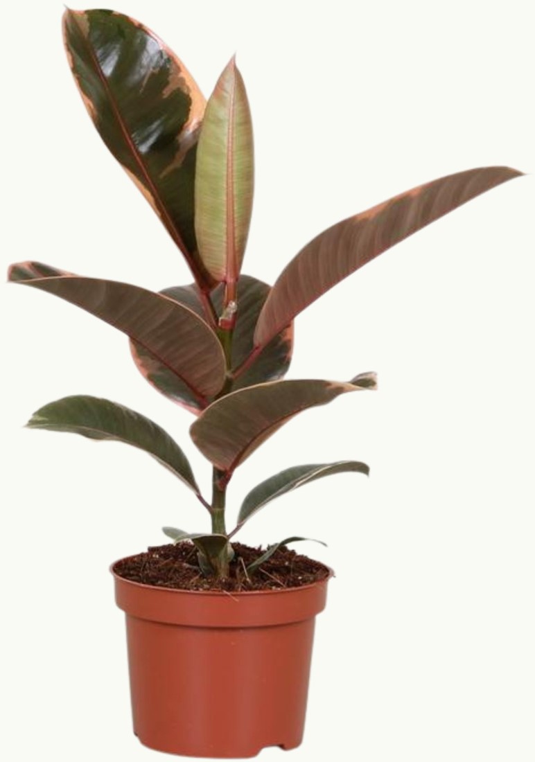 Ficus Elastica Belize 12cm  30cm kaufen? Schnelle Lieferung und gnstige  Preise bei Blumenzwiebelnversand.de