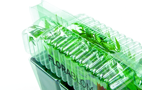 Storchschnabel Max Frei - Geranium sanguineum (Sechserpack)-2