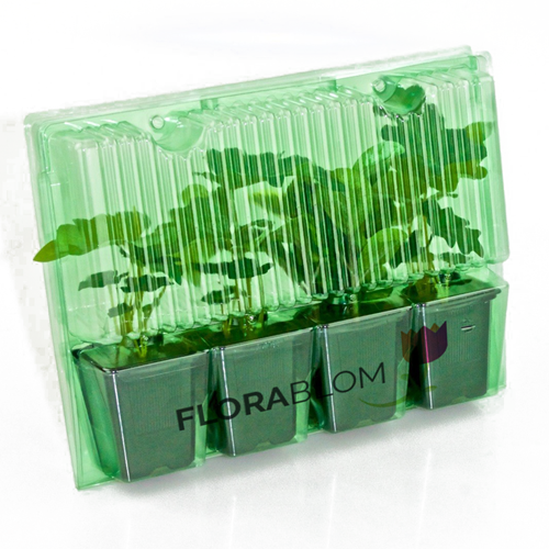 Storchschnabel Max Frei - Geranium sanguineum (Sechserpack)-1