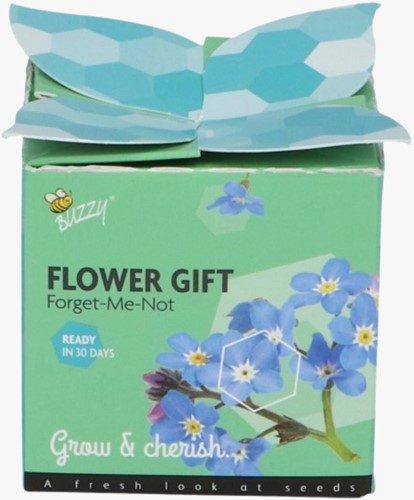 Buzzy Flower Gift Vergissmeinnicht - Myosotis. Display mit 48 Stück-3