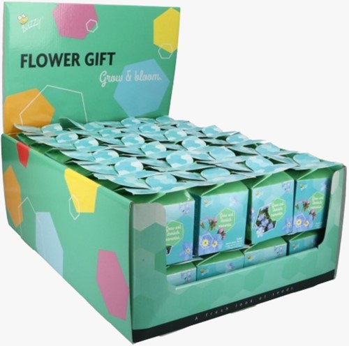 Buzzy Flower Gift Vergissmeinnicht - Myosotis. Display mit 48 Stück