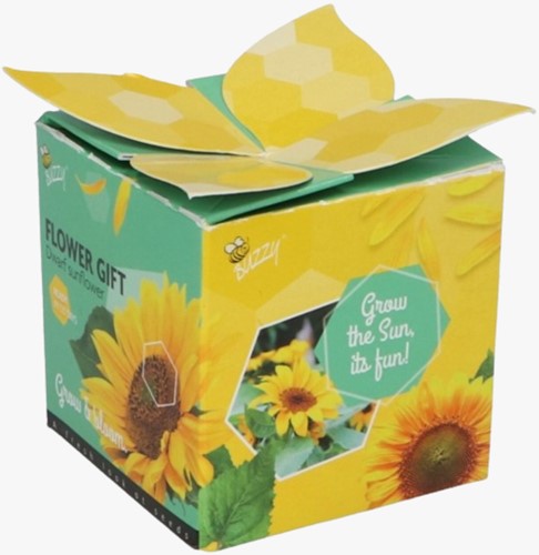 Buzzy Flower Gift Sonnenblumen - Helianthus (1 Schachtel)-2
