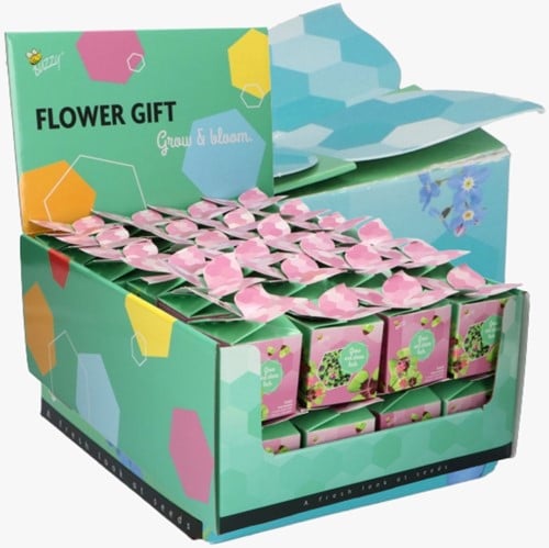 Buzzy Flower Gift Glücksklee - Trifolium Display mit 48 Stück