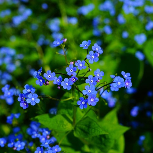 Vergeet-mij-Niet - Myosotis zakjes persoonlijk bedrukt - 2.000 stuks-3