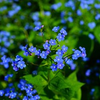 Vergeet-mij-Niet Myosotis zakjes persoonlijk bedrukt - 1.000 stuks-3