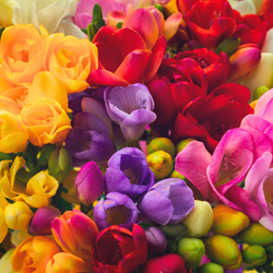 Freesien Gefüllt Mischung