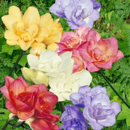 Freesien Gefüllt Mischung - Freesia