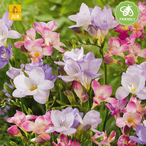 Freesia Pastel Mix - Freesien-2