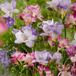 Freesia Pastel Mix - Freesien