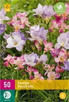 Freesia Pastel Mix - Freesien