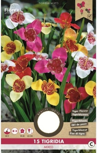 Freesia tigridia - Tigerblume Mix