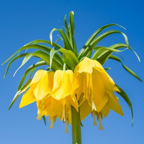 Fritillaria Imperialis Lutea - Kaiserkrone