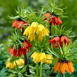 Fritillaria Imperialis Mischung - Kaiserkrone