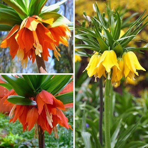 Fritillaria Imperialis Mischung