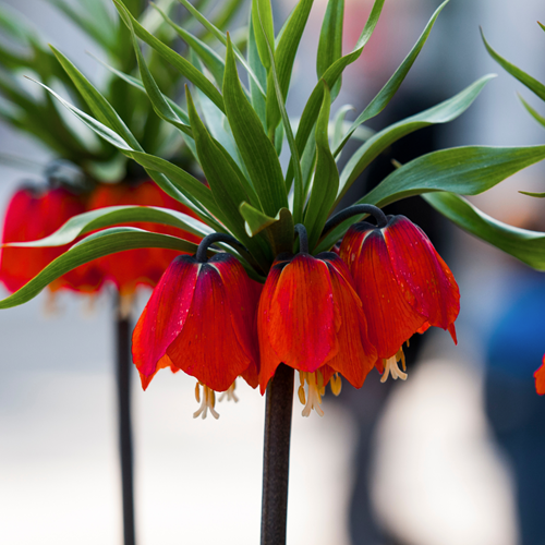 Fritillaria Imperialis Rubra Maxima - Kaiserkrone