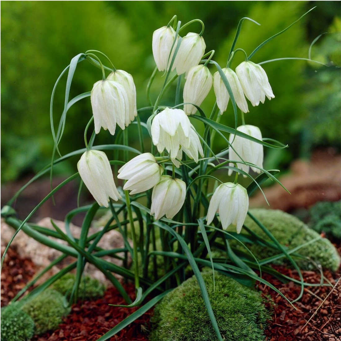 Fritillaria Meleagris Alba - Schachbrettblume kaufen? Schnelle Lieferung  und gnstige Preise bei Blumenzwiebelnversand.de