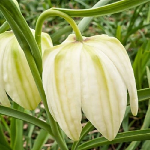 Fritillaria Meleagris Alba - Schachbrettblume