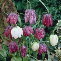 Fritillaria Meleagris Misschung - Schachbrettblume