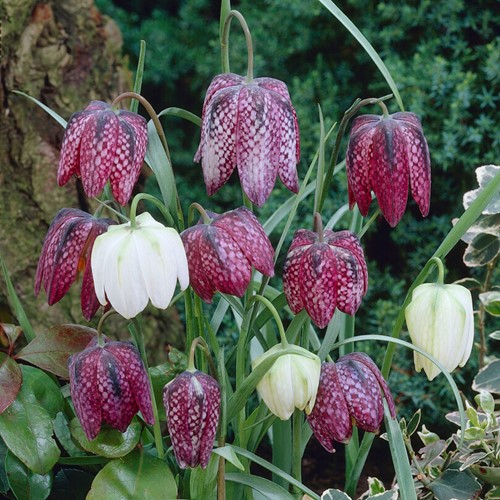 Fritillaria Meleagris Misschung - Schachbrettblume