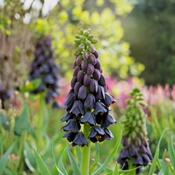 Fritillaria Persica (Großpackung)