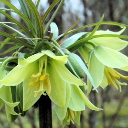 Fritillaria raddeana - Zwerg-Kaiserkrone