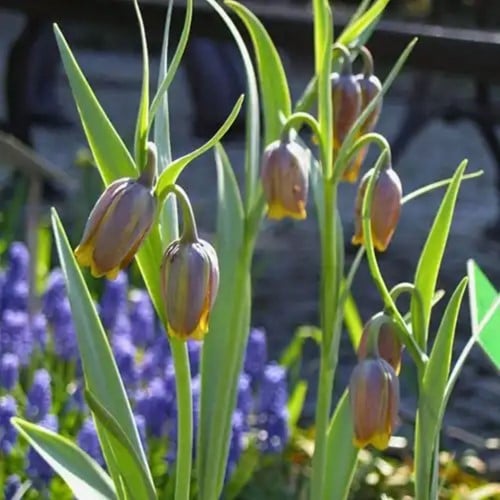 Fritillaria Uva-Vulpis