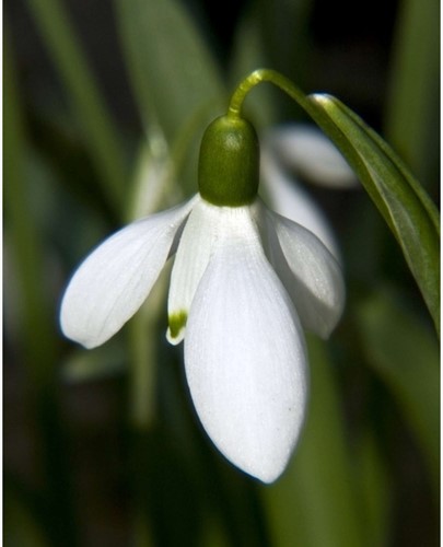 Schneeglöckchen Elwesii - Galanthus