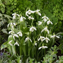 Galanthus woronowii - Woronow-Schneeglöckchen (Großpackung)