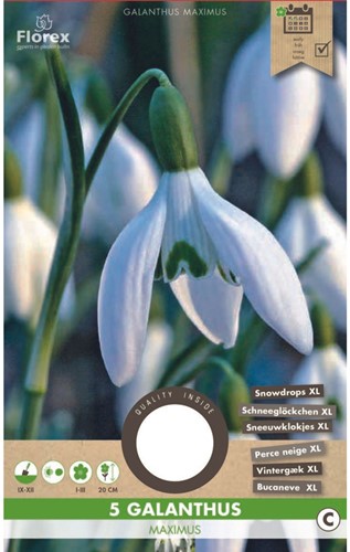 Galanthus Maximus – Schneeglöckchen