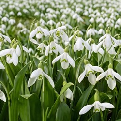 Galanthus woronowii - Woronow-Schneeglöckchen (XL-Packung